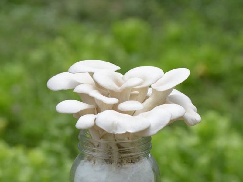 Amazing Fungi and Where to Find Them